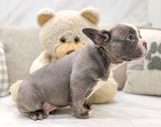 Frenchton Puppies for Sale 
