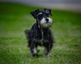 Schnauzer Puppies for Sale
