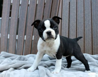 Boston Terrier Puppies for Sale