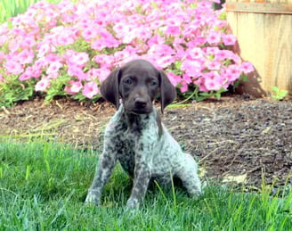 German Shorthaired Pointer Puppies for Sale 