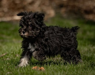 Miniature Schnauzer Puppies for Sale