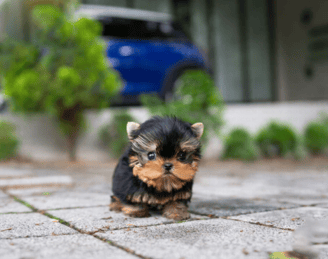 Teacup Yorkie Puppies for Sale