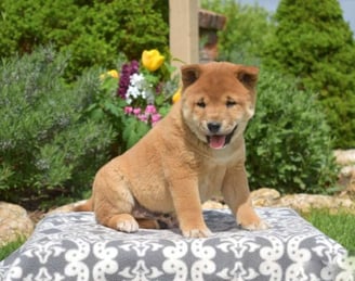 Shiba Inu Puppies for Sale 