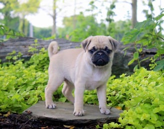 Pug Puppies for Sale