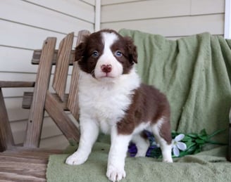 Border Collie Puppies for Sale
