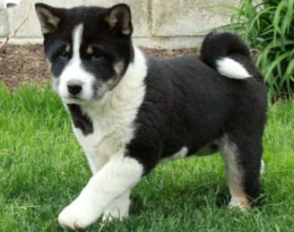 Shiba Inu puppies for sale