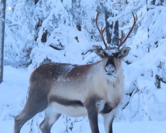 Rentier im tiefen Schnee