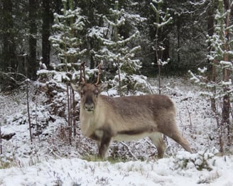 Rentier im Schnee auf dem Weg nach Levi