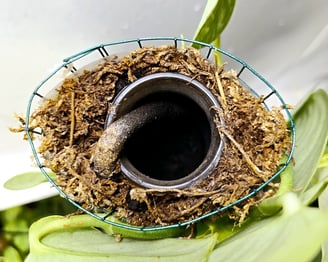 Self watering moss pole jar and rope