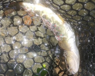 pêche à la mouche