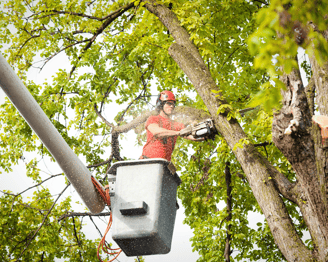 Clayton, GA Tree Removal 