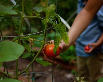 A boy picking a tomato in a garden.