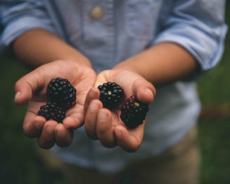 A young child holding blackberries in their hands picked from the family garden. 