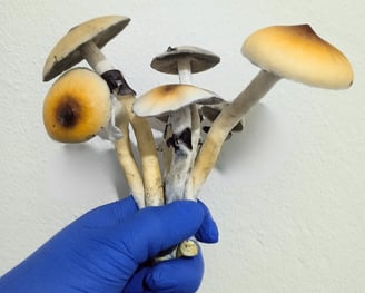 Cogumelos Mágicos recém colhidos