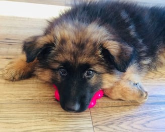 a puppy dog laying on the floor with a toy 