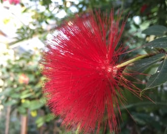 a red flower with a green leafy tree in the background