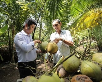 Vietnamese coconut