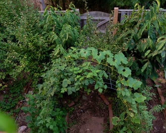 Bountiful backyard garden with a trellis, fruit trees, and mroe. 