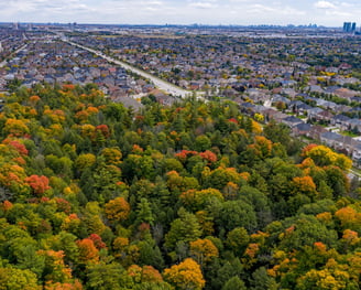 A patch of forest on the edge of a city in York Region.