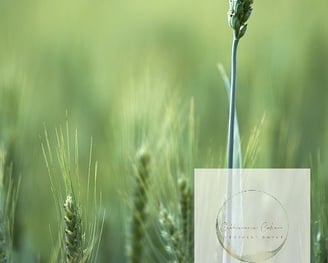 blé dans un champ de blé vert et doux, medecine naturelle, nourriture, récolte, semences