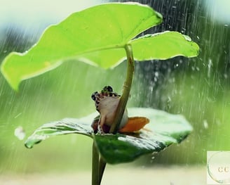 une grenouille installée sur une feuille en hauteur et sous une autre feuille la mettant à l'abri