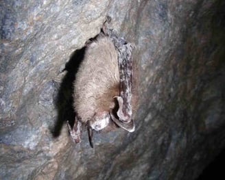 White Nose Syndrome effected bat with fungal infection on face and wings, USA.