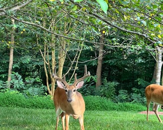 Deer stood in woodland