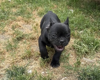 a black dog is standing in the grass