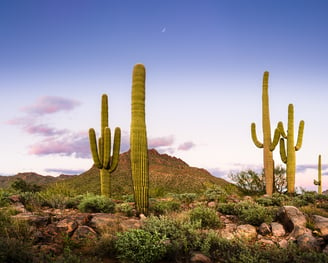 Saguaro Sentinels, standing tall in Sonoran Desert. High resolution, gallery-quality prints.