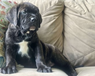 Cane Corso Puppies for Sale