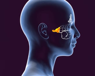 Illustration of the human head with the sphenoid sinuses highlighted in yellow