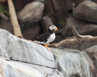 puffin