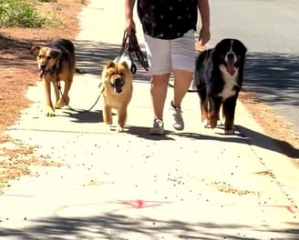 a woman walking three dogs on a leash