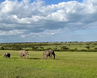 Elephants in Olare Motorogi Conservancy Kenya © Robyn Beattie