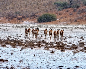 Springboks in the Kalahari during the first downpour of the season