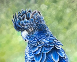 Blue Glossy Cockatoo. Australian Bird