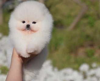 Toy Pom