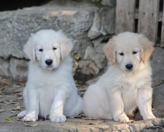 deux chiots golden retriever qui posent
