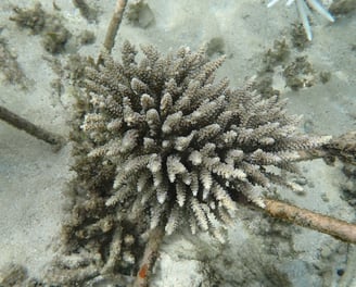 Resilient Acropora selago coral colony in coral gardens in St Felix (June 2025)