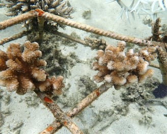 Resilient Pocillopora eydouxi coral colonies in coral gardens in St Felix (June 2025)