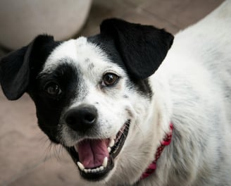 Pet waste removal