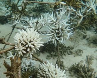 Bleached (but not dead) Acropora colonies in coral gardens in St Felix (June 2025)