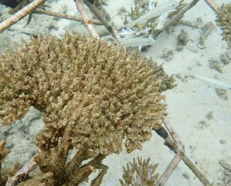 Same coral colony - dead in June 2025