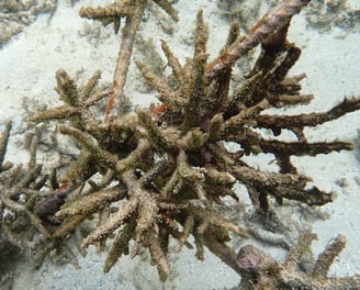 Dead Acropora colonies in coral gardens in St Felix (June 2025)
