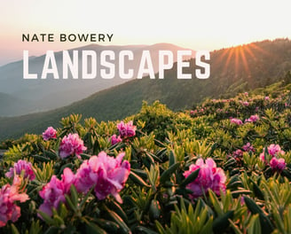 Rhododendron flowers blooming along the Appalachian mountains at sunset