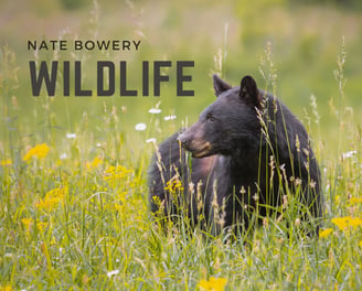 bear in field of flowers at Cades Cove in the Great Smoky Mountains