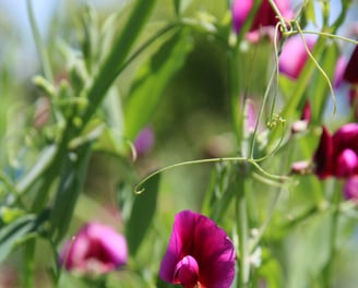Flowers blooming at the roadside Hwy 6 near Brunner Mine Memorial, West Coast, NZ 2025