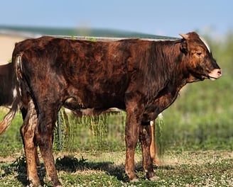 Miniature Longhorn bull calf