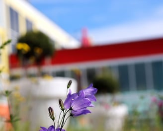 Stay2Munich Blumenwiese 3