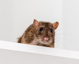 photo d'un rat sur une armoire